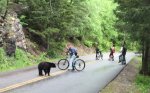 A-biker-on-Glacier-Parks-Going-to-the-Sun-Road-photographs-a-black-bear-May-2016-Butch-Larcombe.jpg