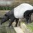 Schabracken Tapir