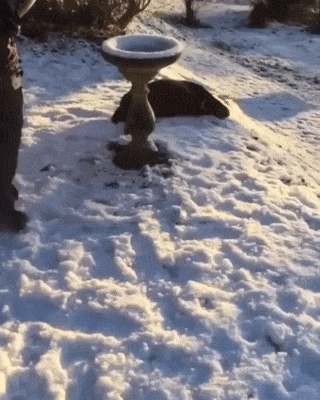 07.gif