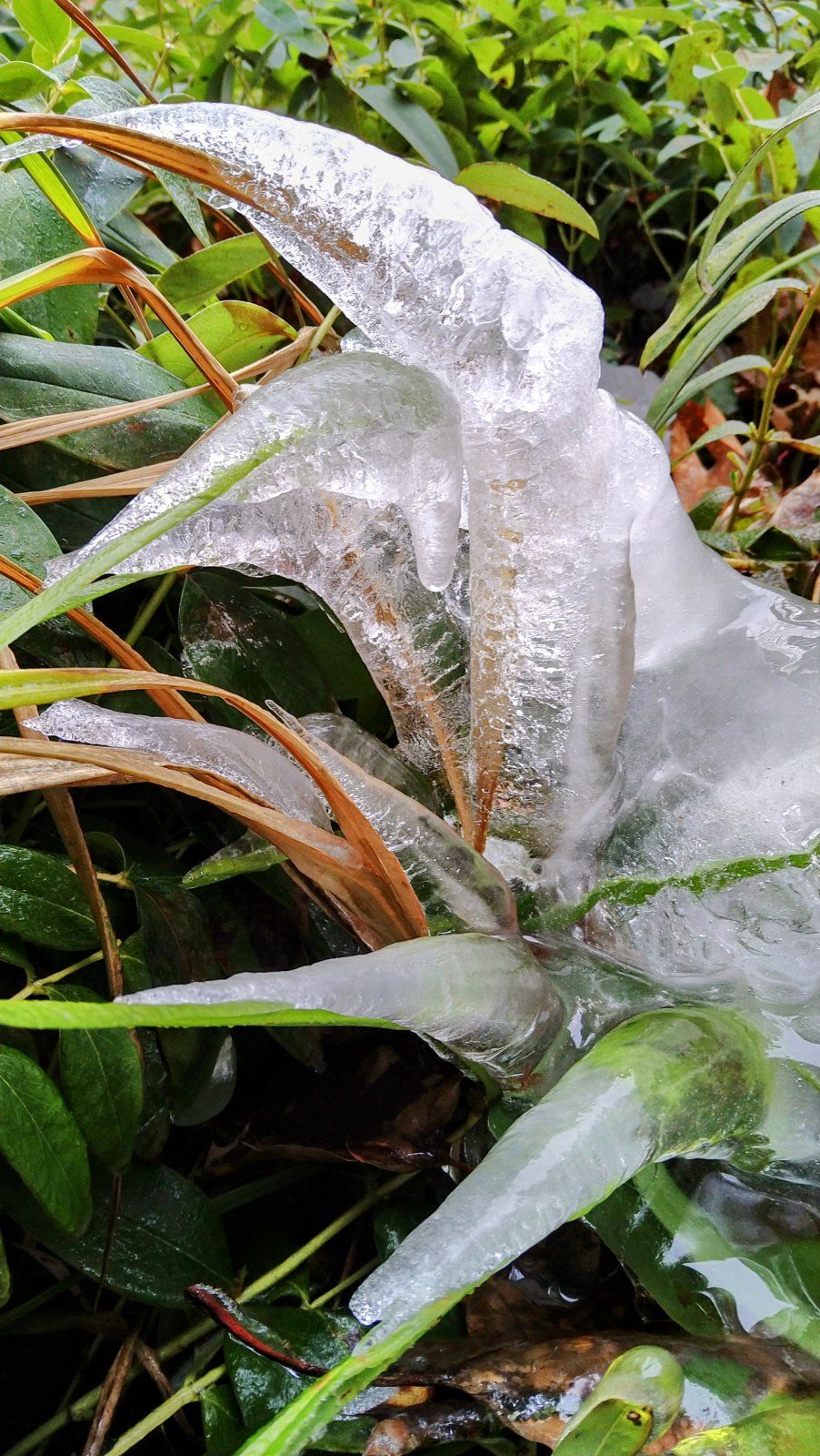 1000022265 (002).jpg