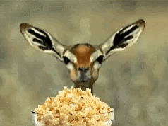 1000034126.gif