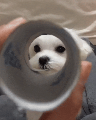 11.gif