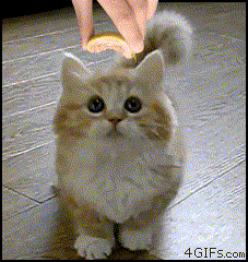 1111.gif