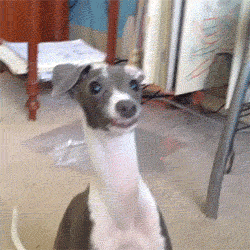 12.gif