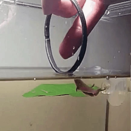 17.gif