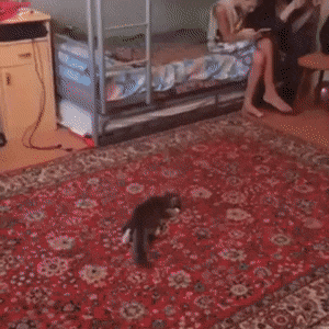 19.gif
