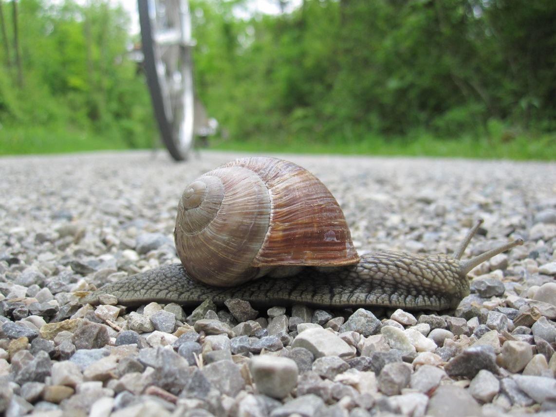 2013-05-20 04a Isarrunde mit Centano Arktis Weinbergschnecke.jpg
