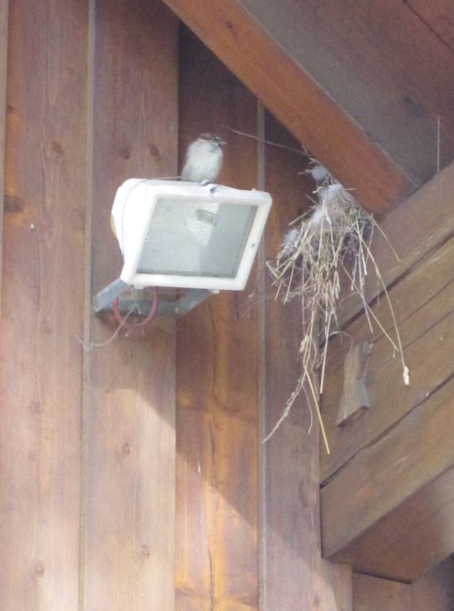 2014-10-18 P-B-P 55a brütende Spatzen.jpg