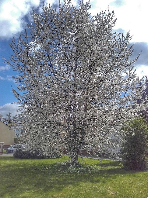 20170406_133235-01.jpg