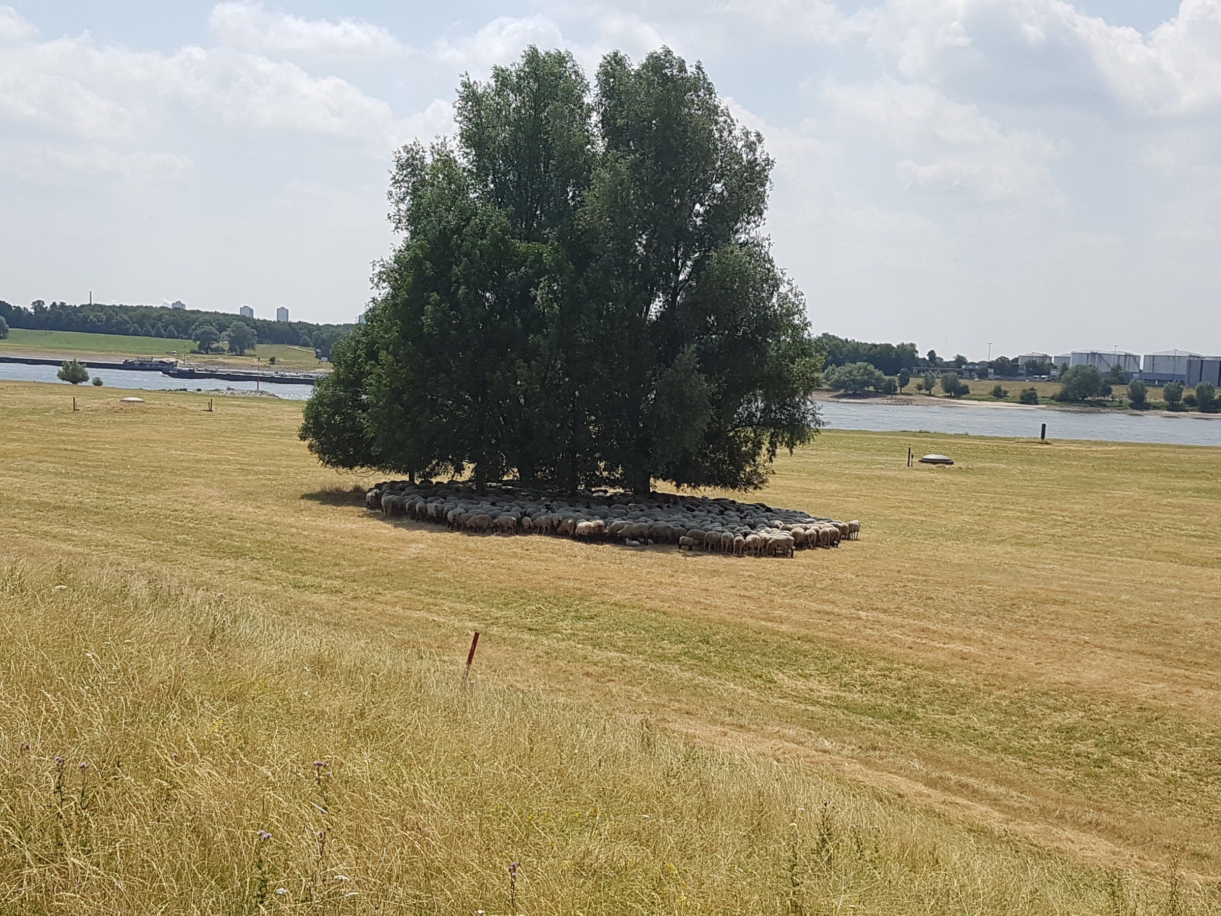 20180706_133334.jpg
