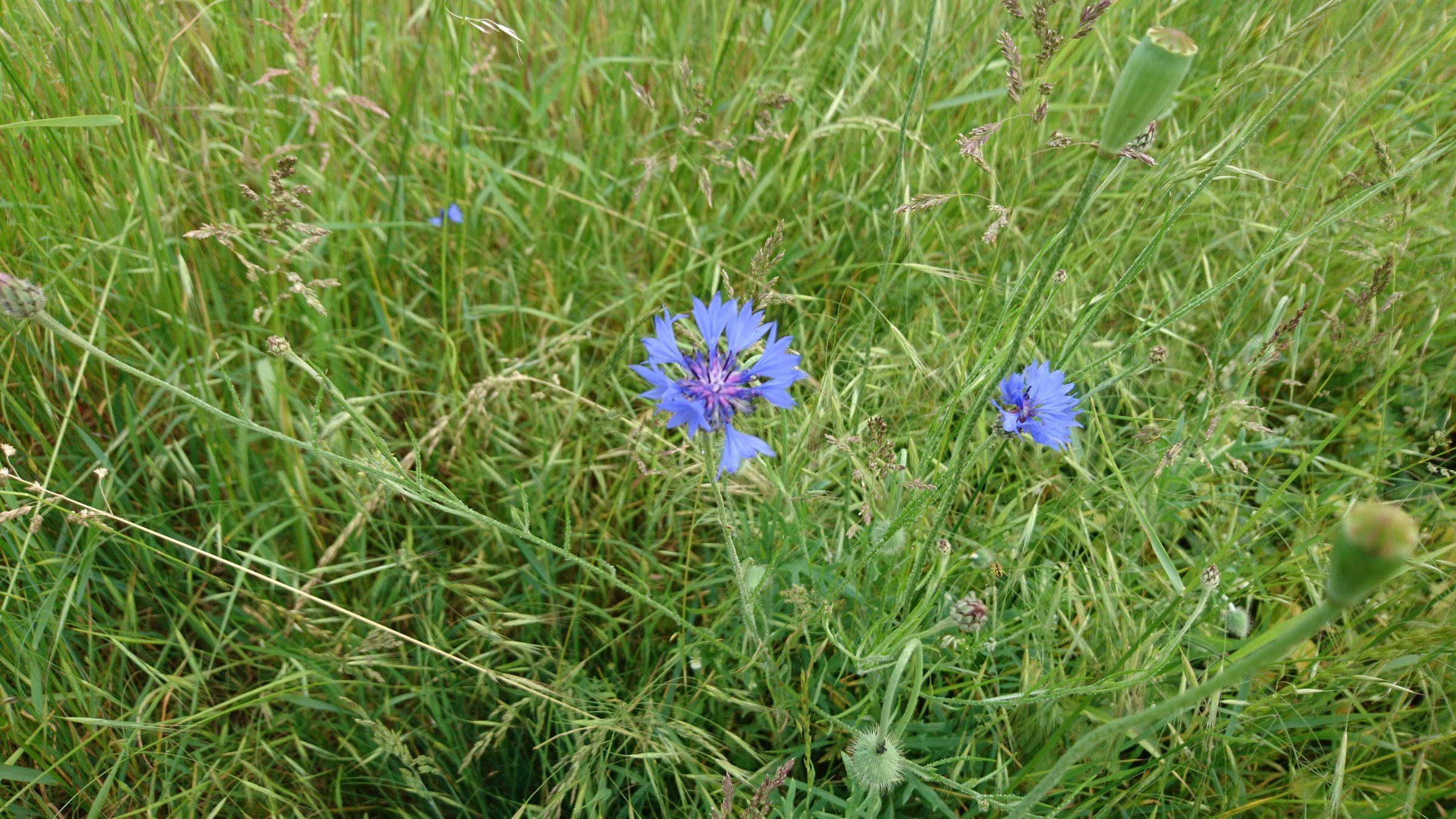 2019-06-04 17.09.36.jpg