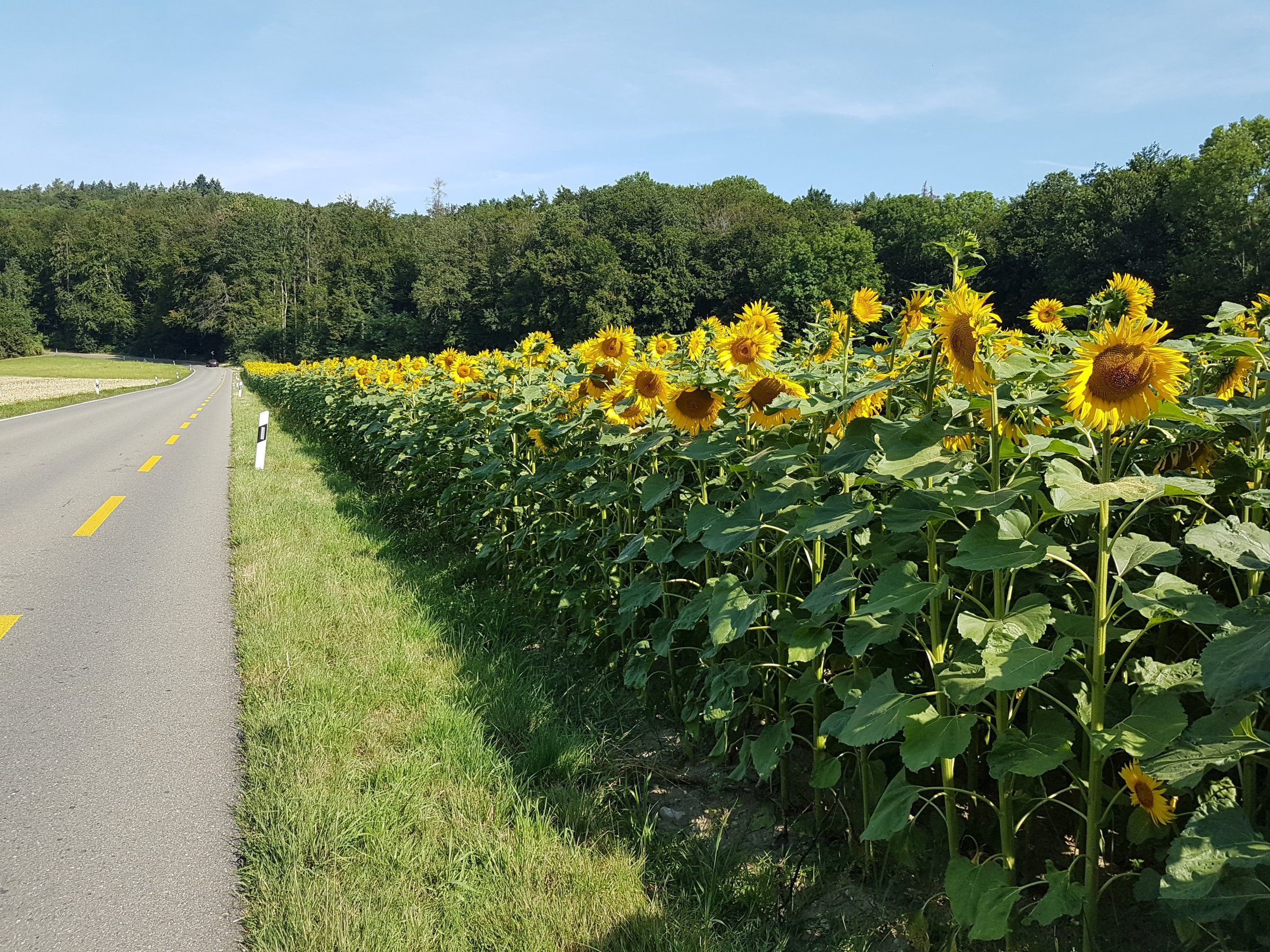 20190726_100702_009_01.jpg