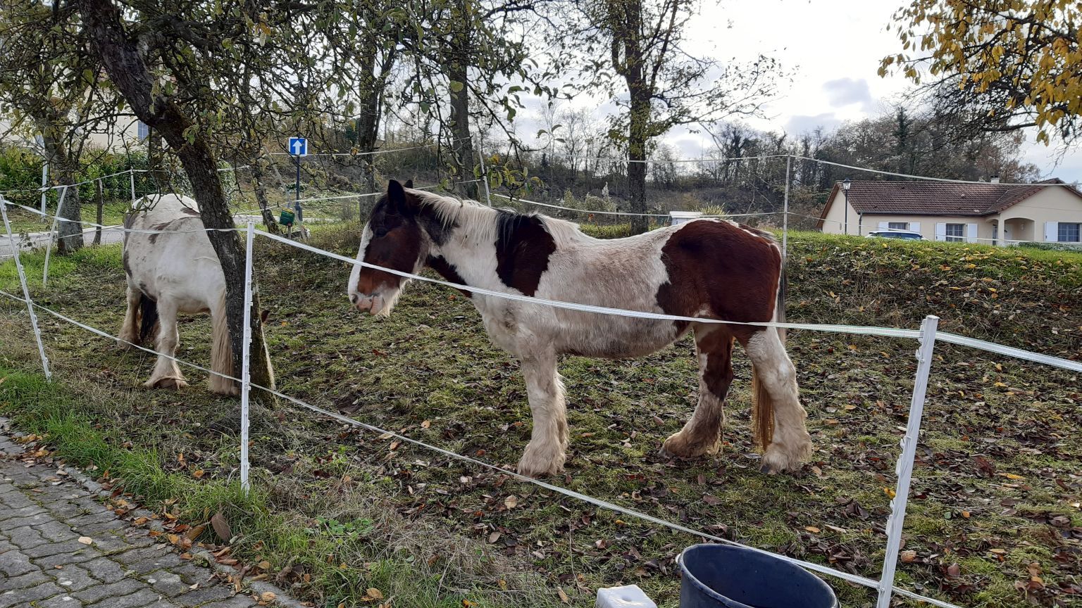 20191116_ponies.jpg