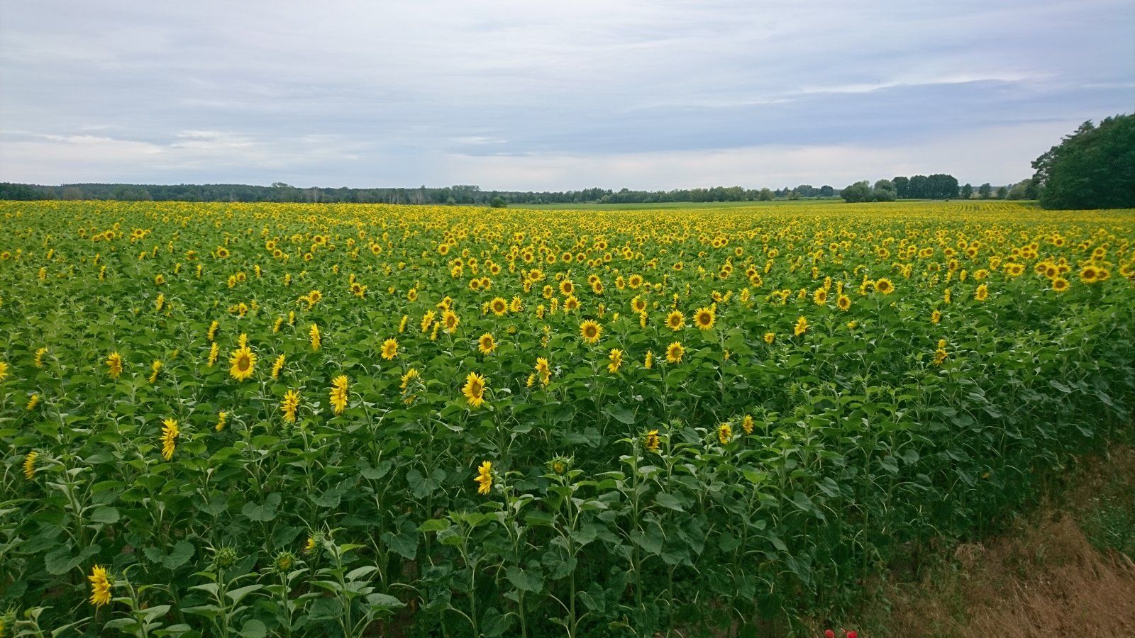 2020-07-04 19.24.29.jpg