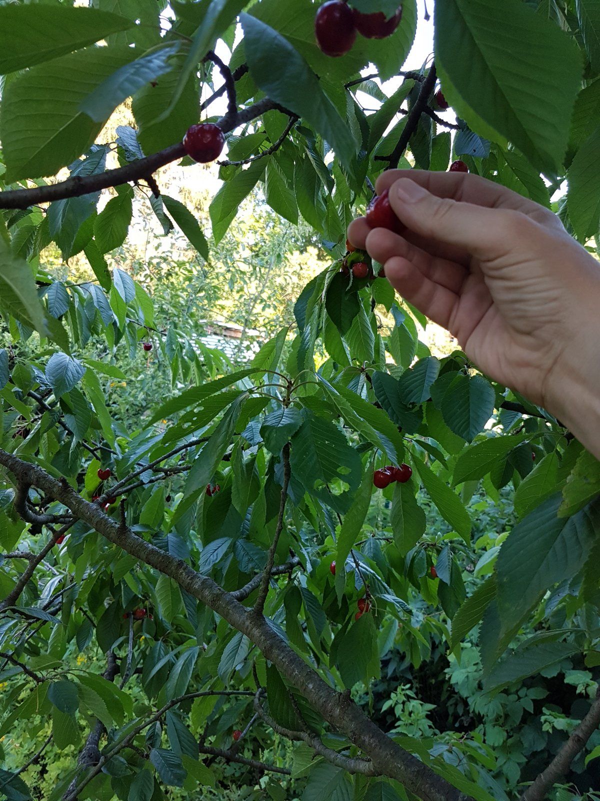 20200624_201222.jpg