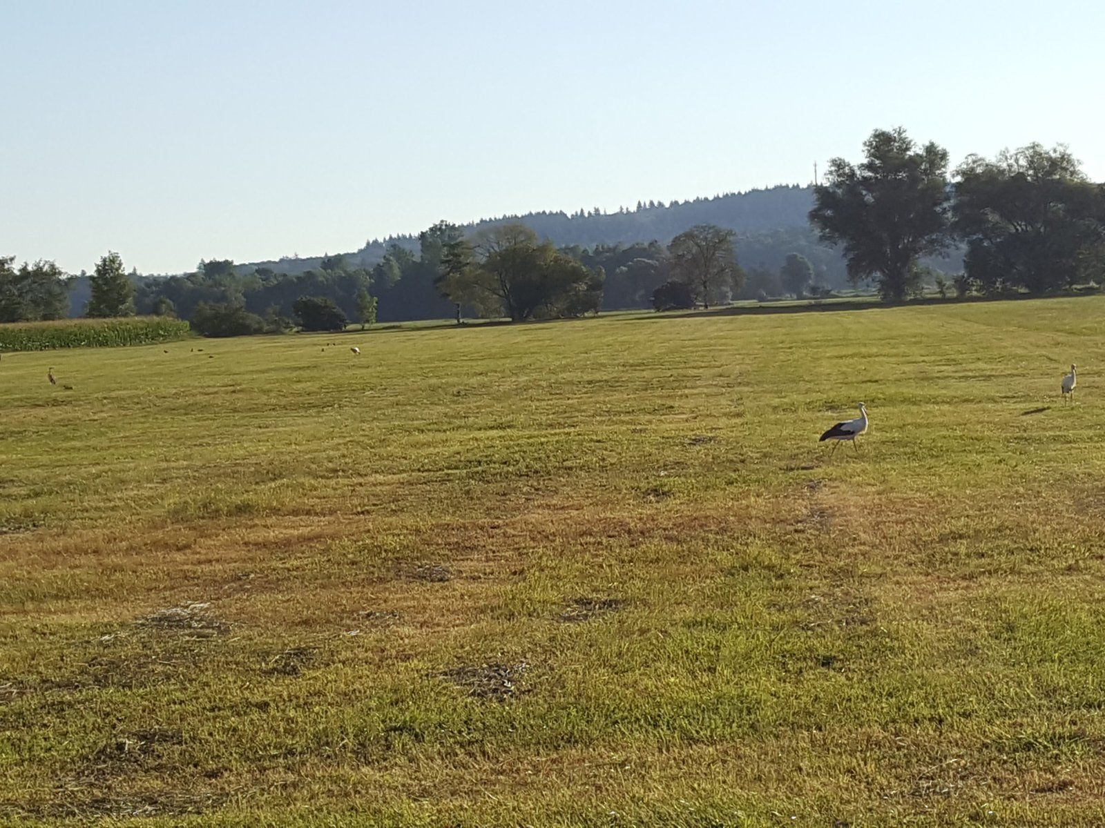 20220811_075752.jpg