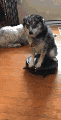 22.gif