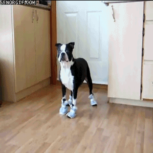 24.gif