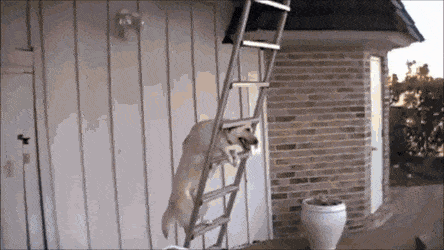 27.gif