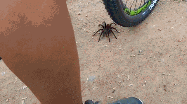 30.gif