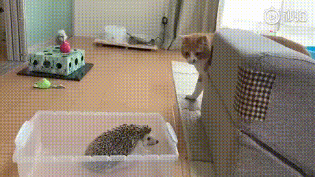 30.gif