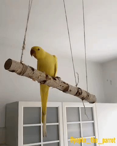 35.gif
