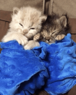 7156_2b76.gif
