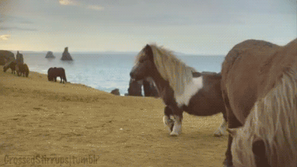 81d462d70cf00e85b74340f29496897f.gif