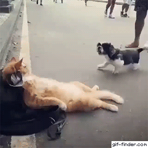 9.gif