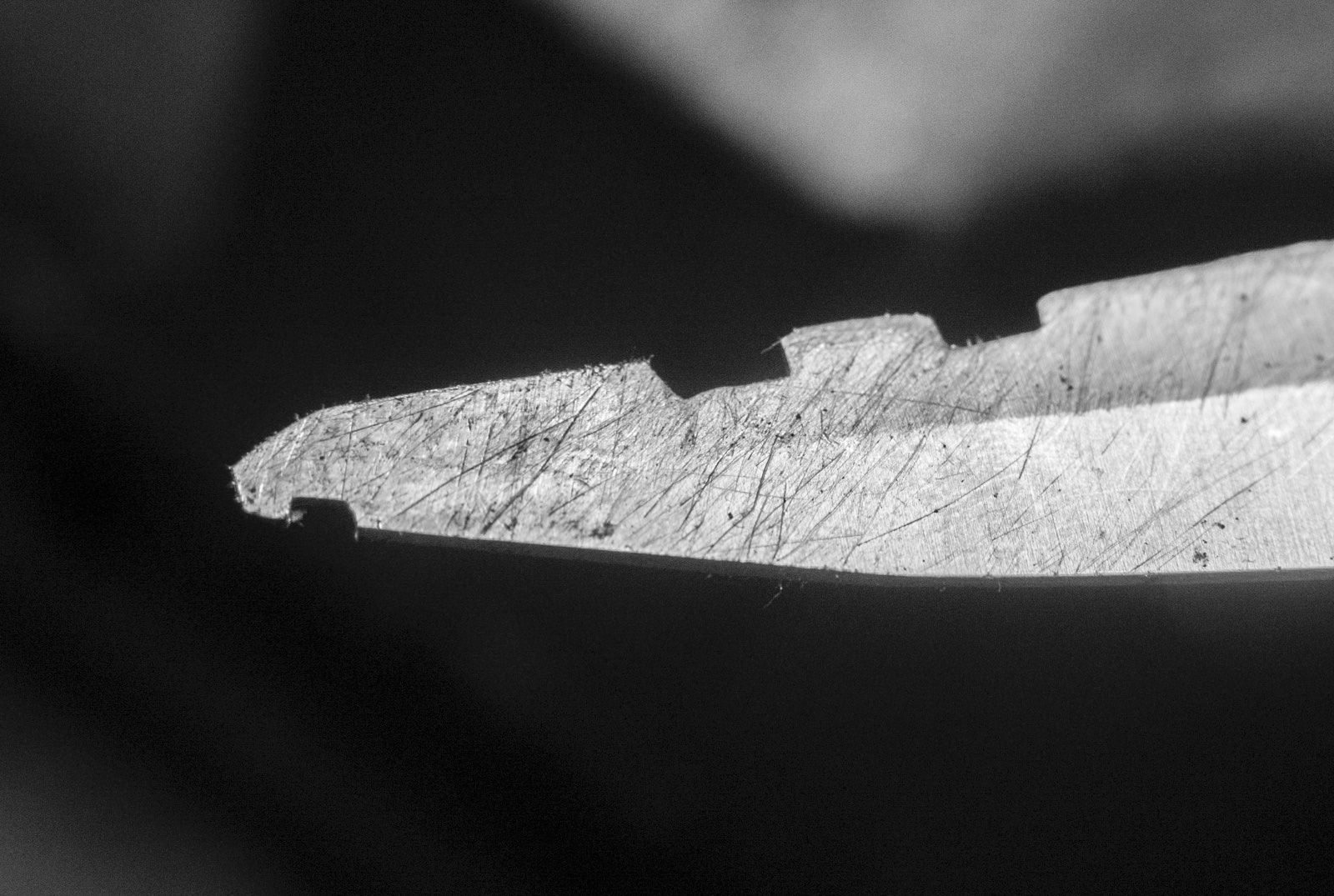 _DSC7244_sw.JPG