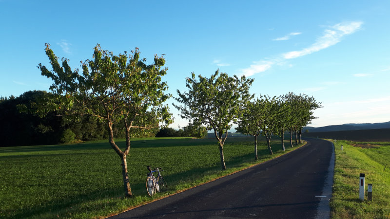 allee.jpg