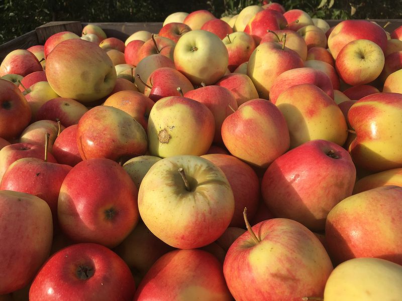 Apfel.1a.jpg