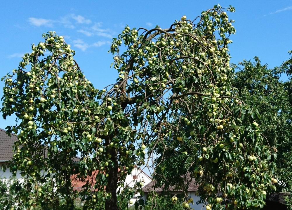 Apfelbaum.jpg