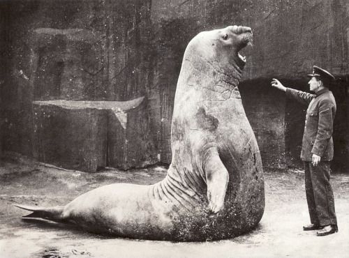 Aptly named elephant seal Goliath, in Vincennes Zoo, Paris, 1936..jpg