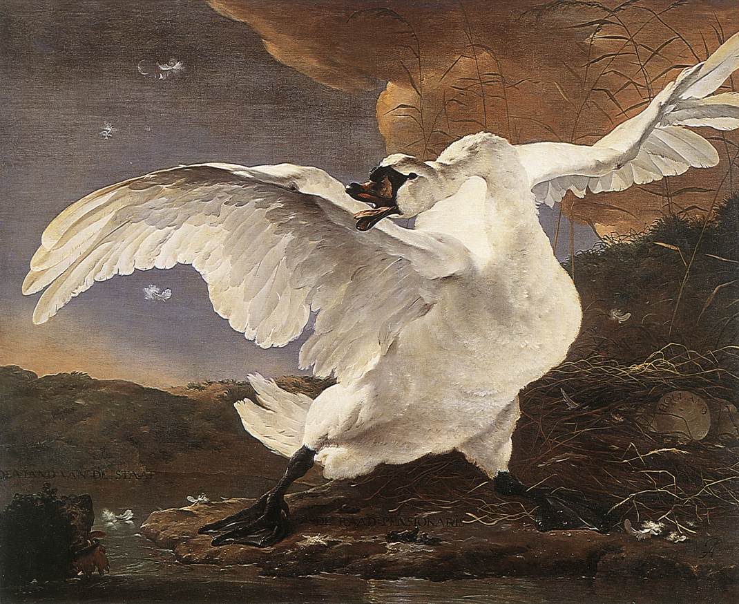 ASSELYN, Jan - The Threatened Swan, c. 1650.jpg