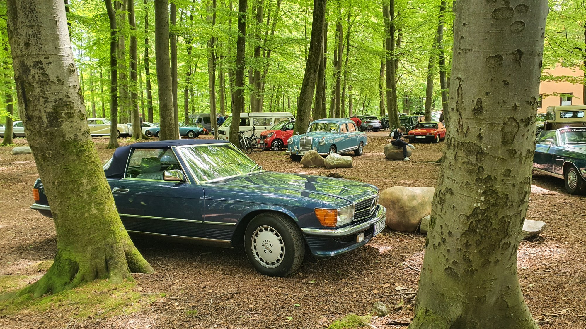 Autos im Wald.jpg