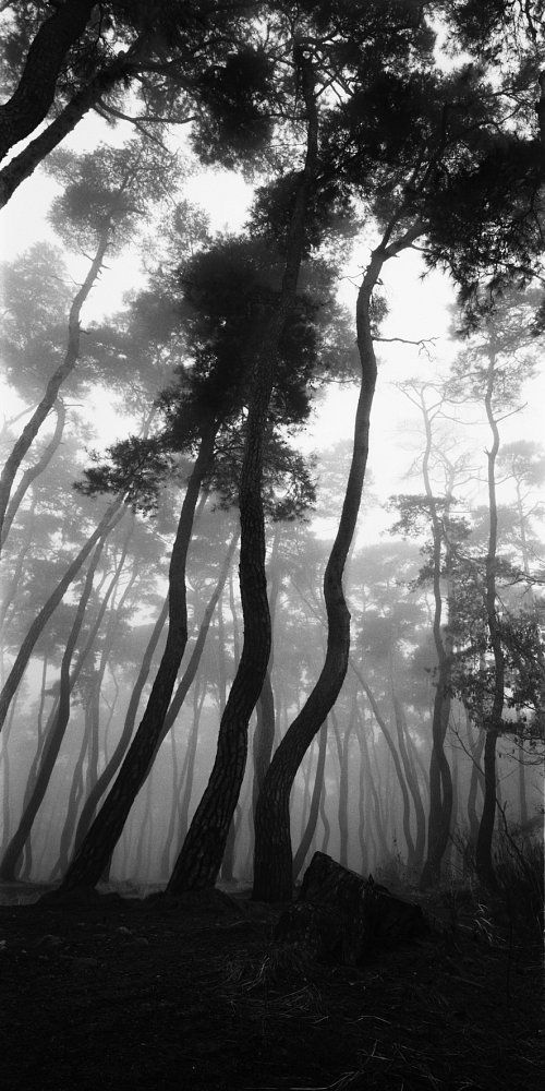 Bae Bien-U, SNM1A-018V, 1992, C-print mounted on Plexiglas in artist’s frame, 260x135cm (5).jpg