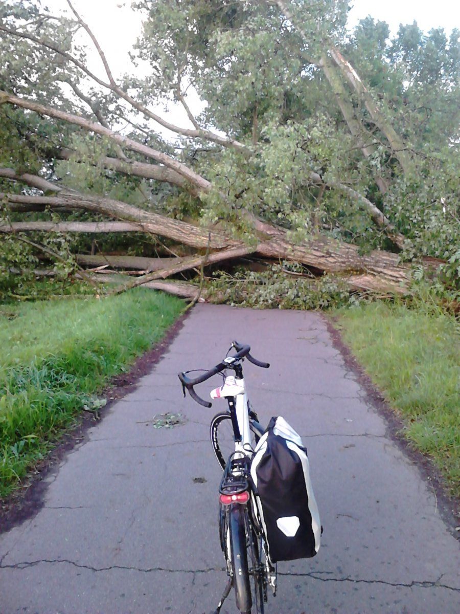 baum.jpg