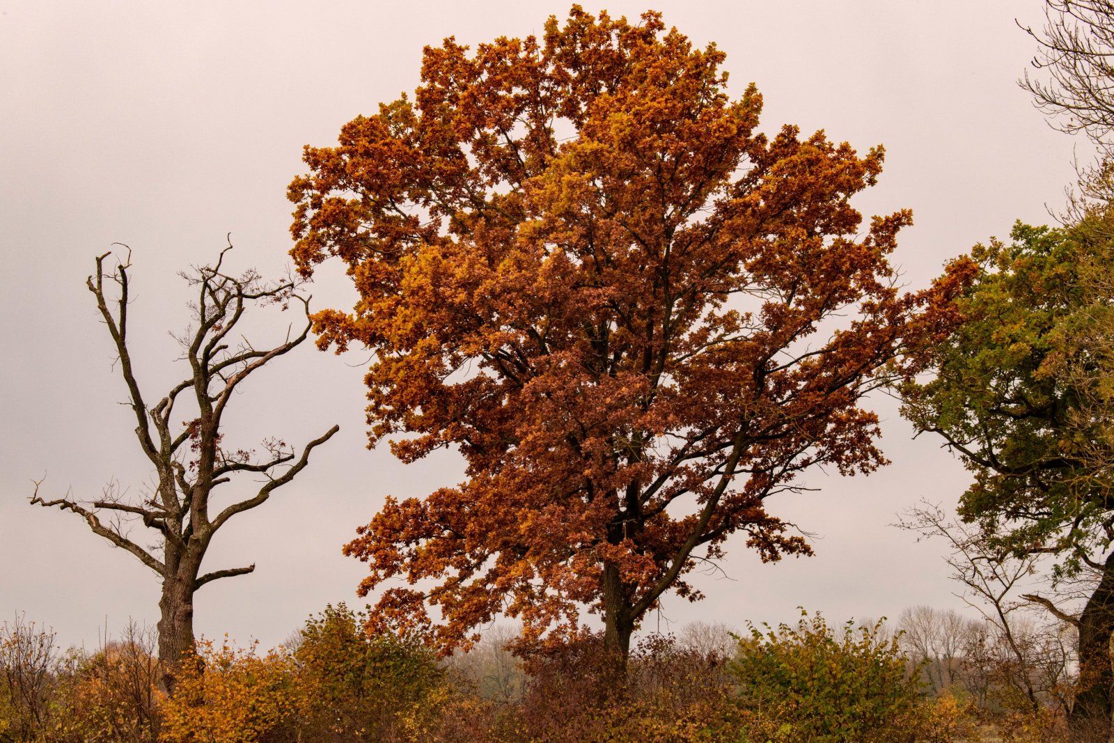Baum und kahler Baum Moosschwaige klein.jpg