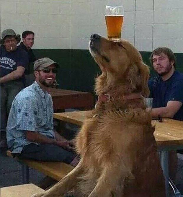 Beerdoggo.jpg