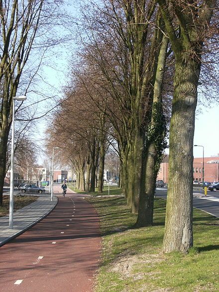 Bicycle_lane_Dronten.JPG