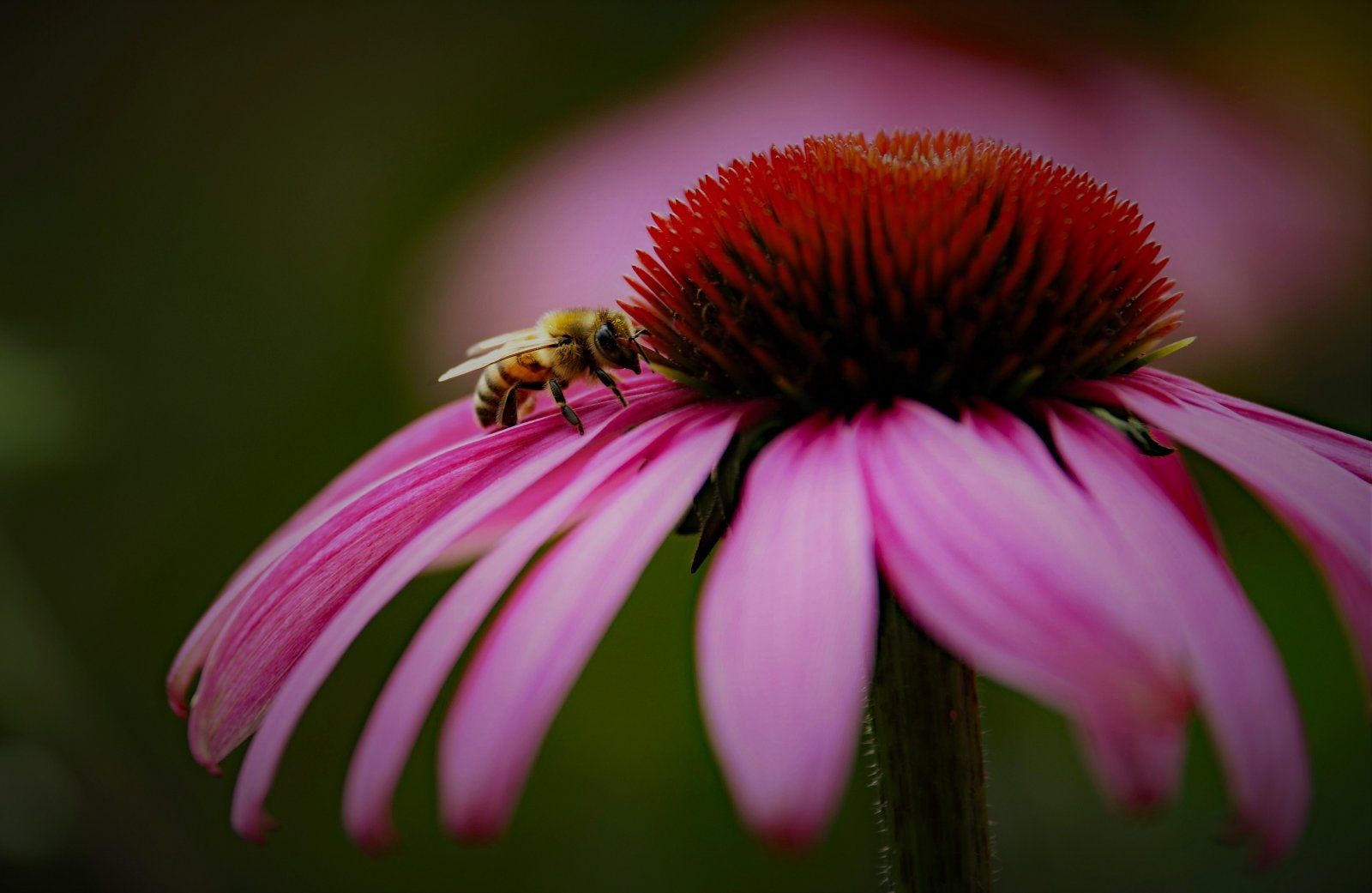 Biene und Blume.JPG