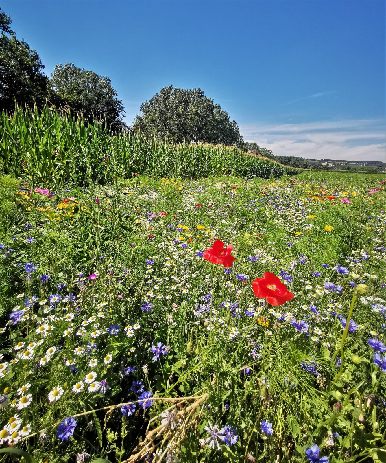 Blumenwiese.jpg