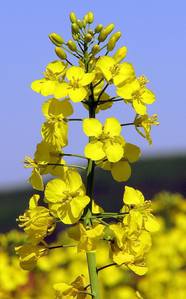 Brassica_napus_2.jpg