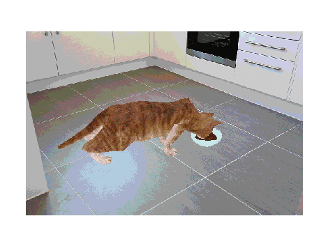 CatCucumber.gif
