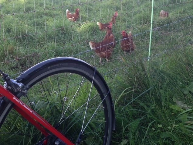 Chicks.jpg