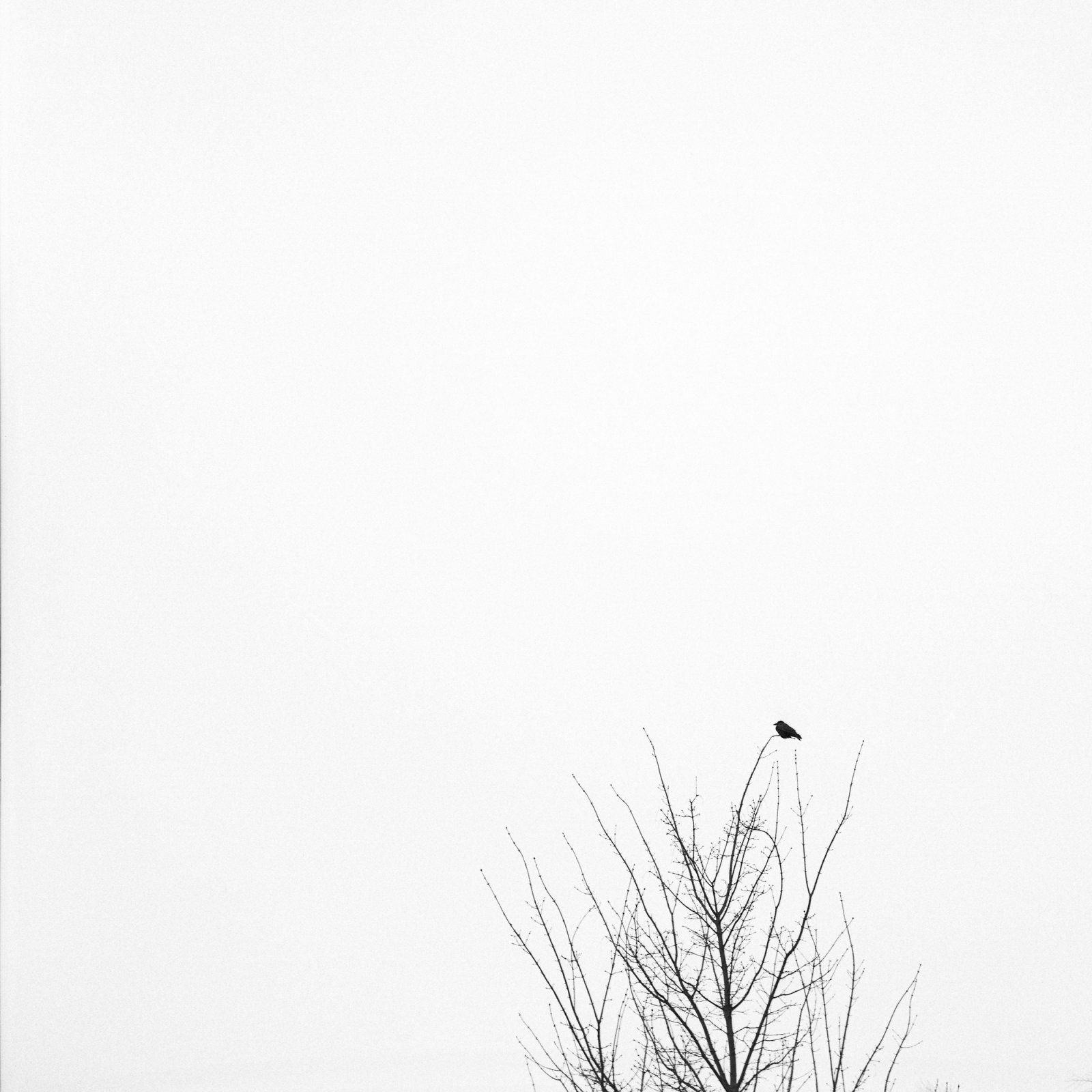comp_1Krähe-1222.jpg
