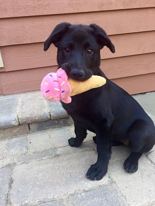 cute dog puppy fake ice cream (1).jpg