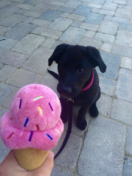 cute dog puppy fake ice cream (2).jpg