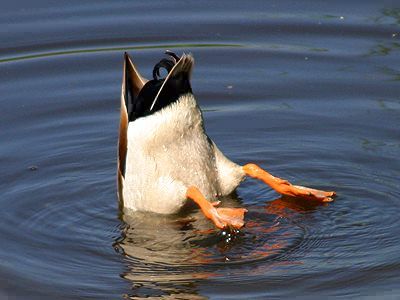 Diving_Duck.jpg